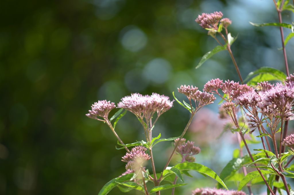 Val Brembana, (BG) : Eupatorium cannabinum